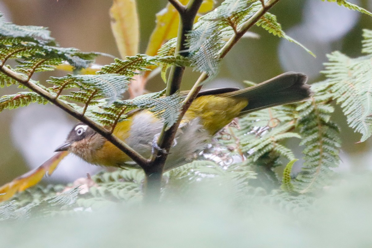 Common Chlorospingus (Venezuela) - Matthew Douglas Gable