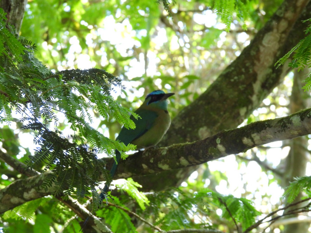 Lesson's Motmot - ML613313844
