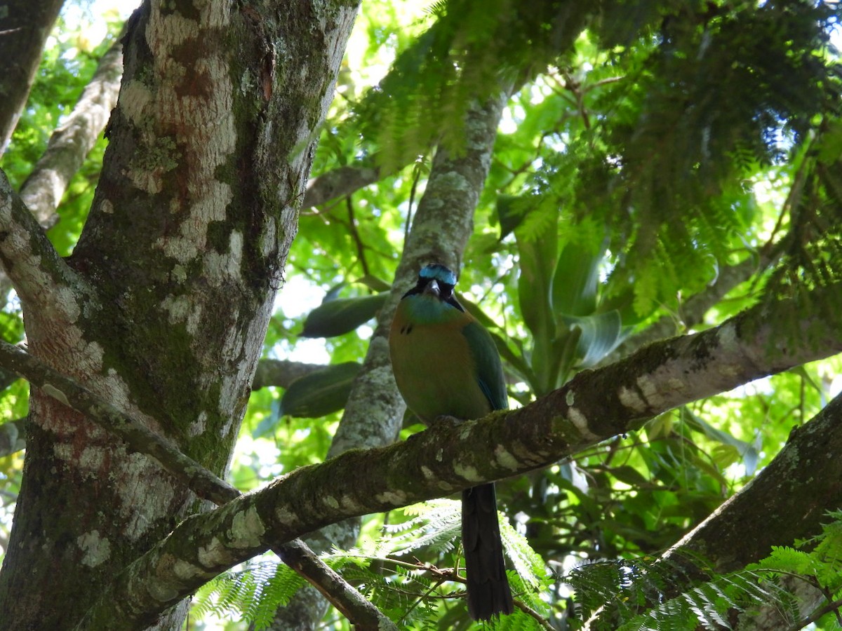 Lesson's Motmot - ML613313846
