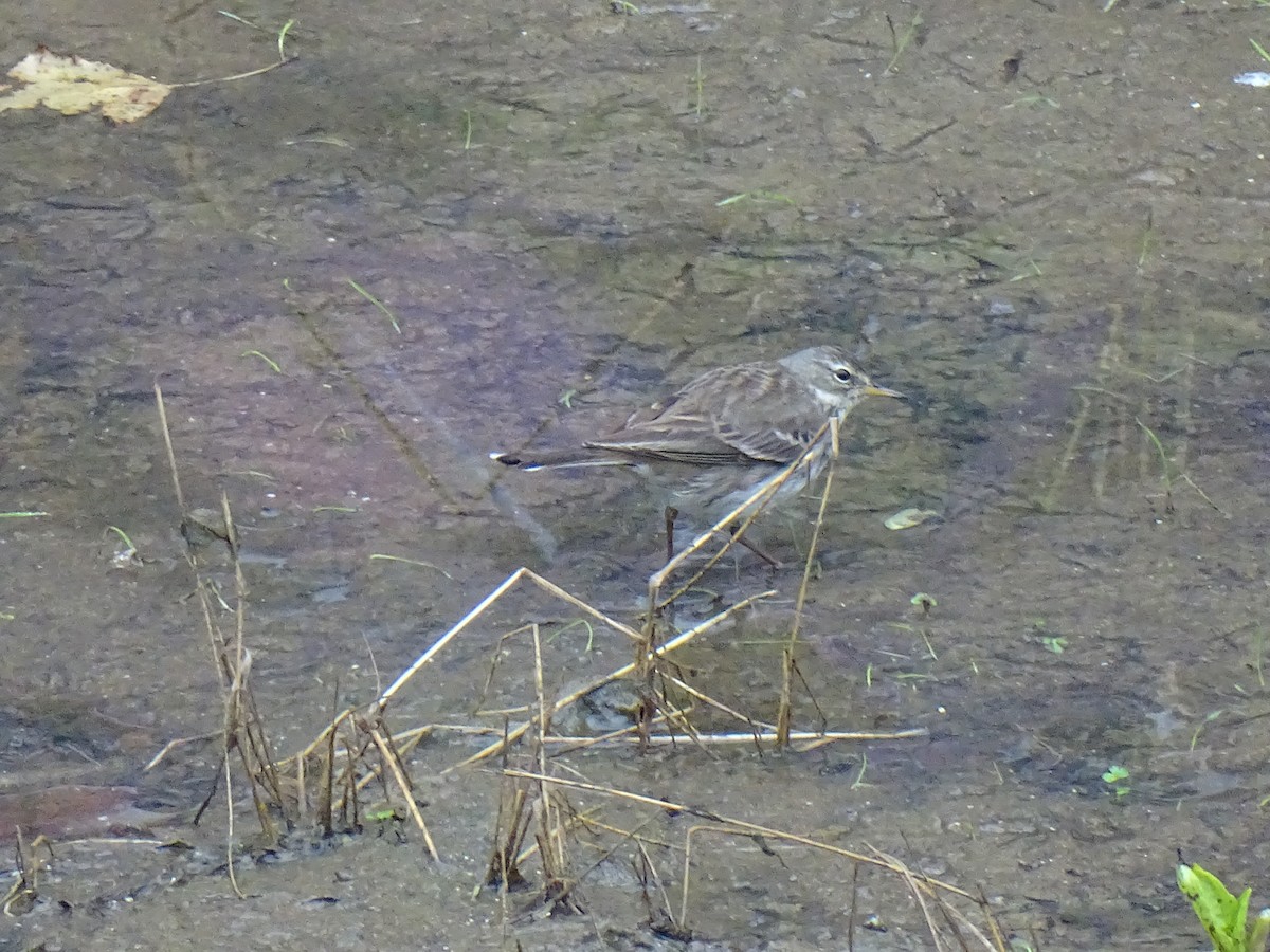 Water Pipit - ML613313861