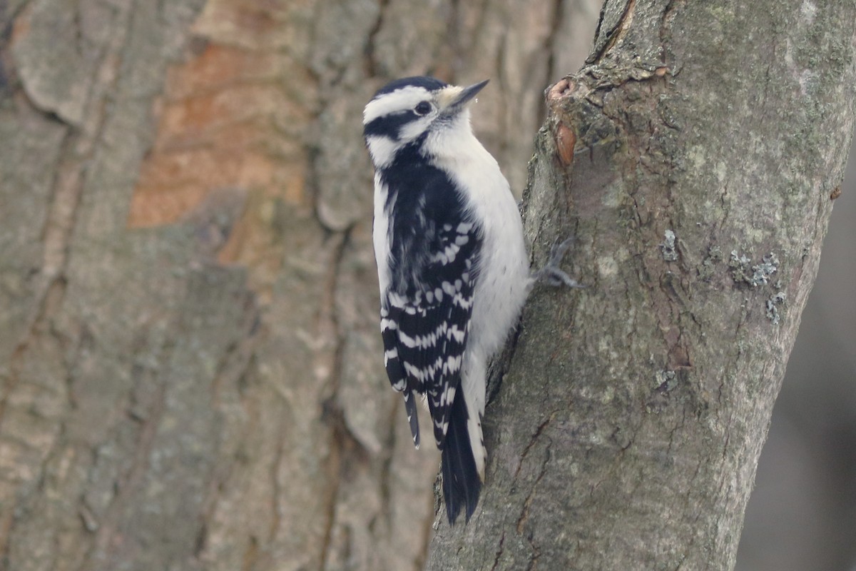 Downy Woodpecker - ML613313898