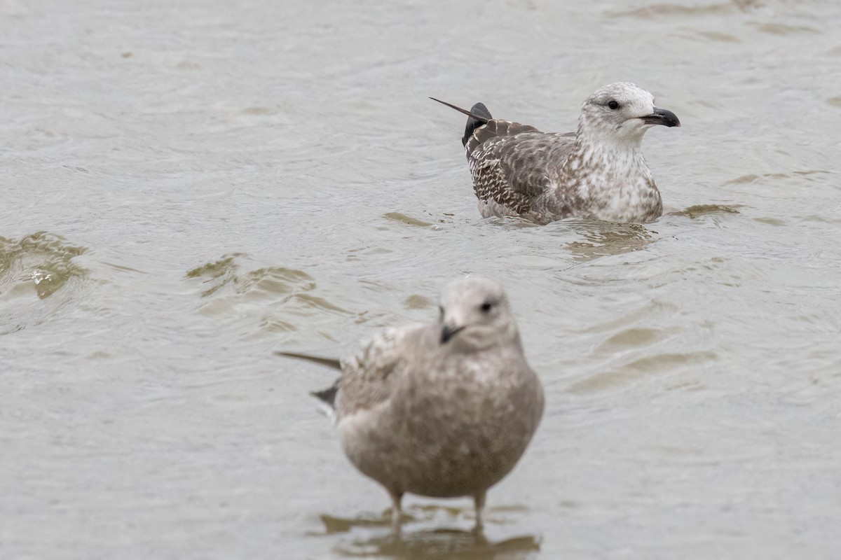 Lesser Black-backed Gull - ML613313919