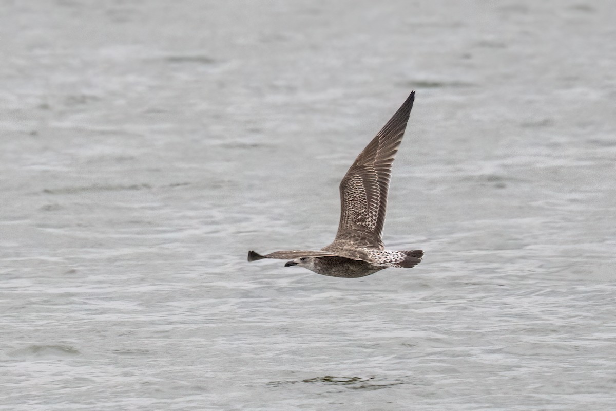 Gaviota Sombría - ML613313926