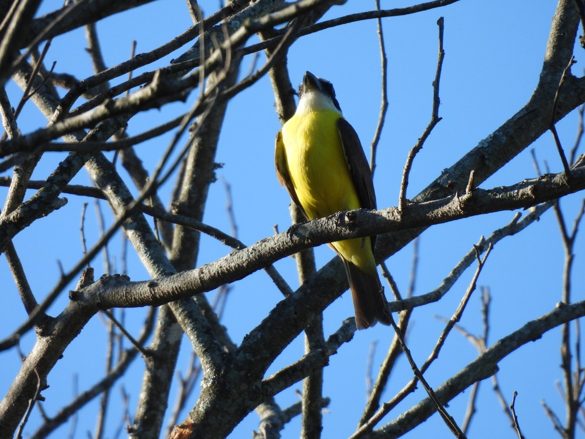 Boat-billed Flycatcher - ML613313933