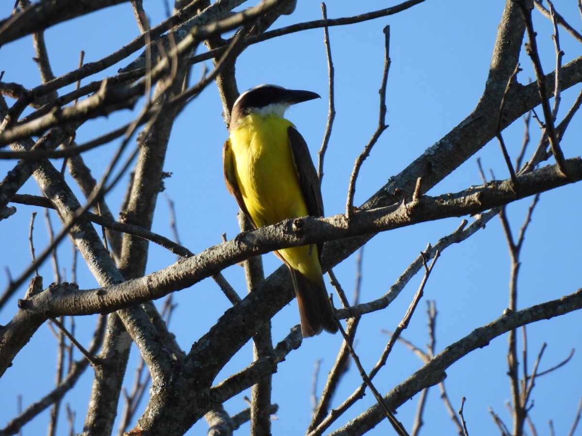 Boat-billed Flycatcher - ML613313934