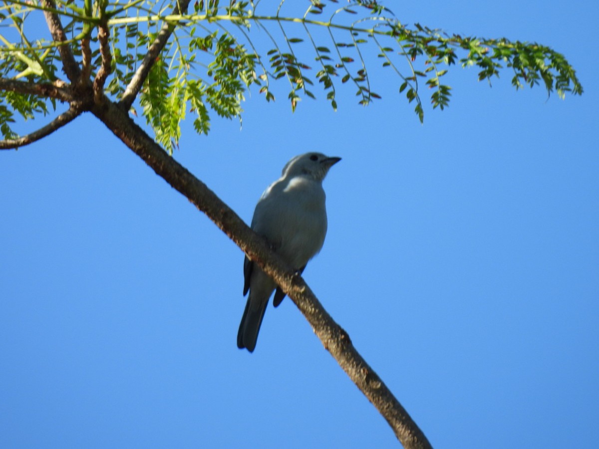 Blue-gray Tanager - ML613313949