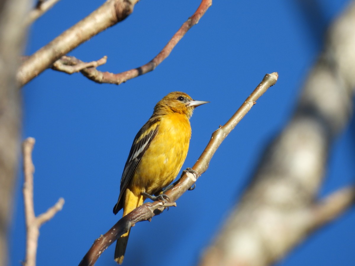 Baltimore Oriole - ML613313986