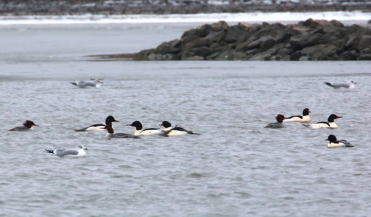 Common Merganser - ML613314005