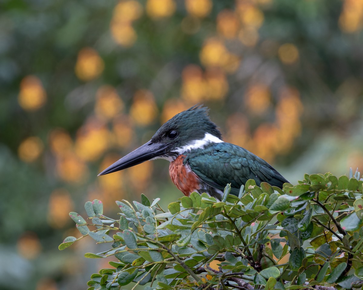 Amazon Kingfisher - ML613314019