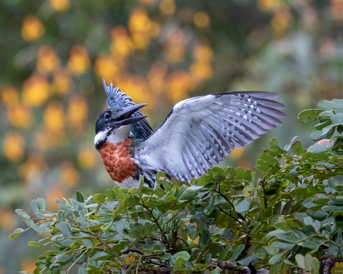 Amazon Kingfisher - ML613314020