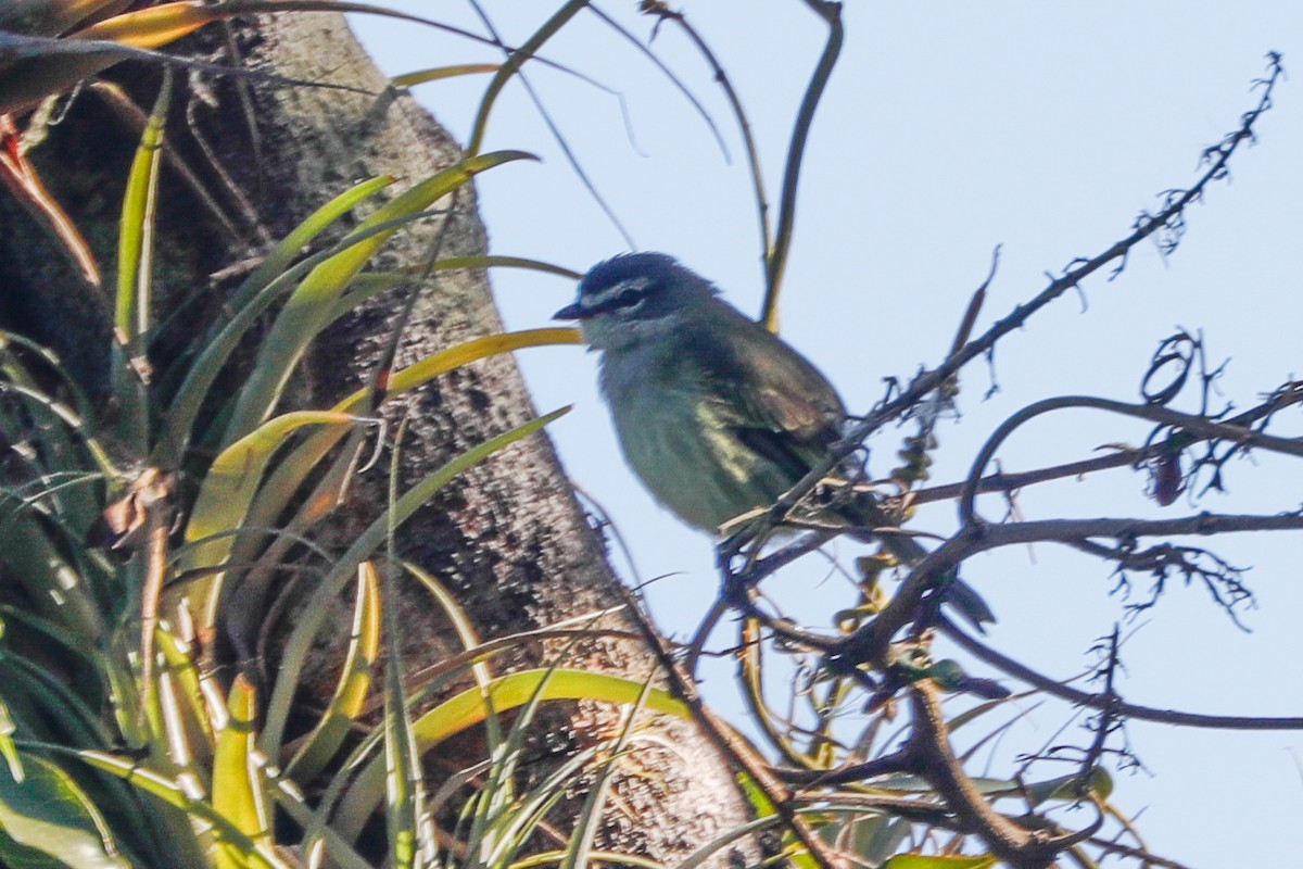 Spectacled Tyrannulet - ML613314031