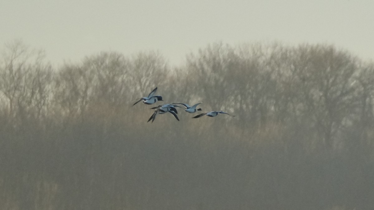 Common Shelduck - ML613314038