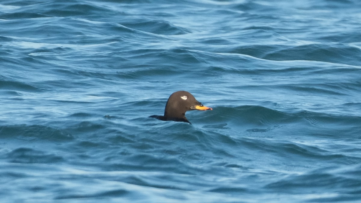 Velvet Scoter - ML613314100