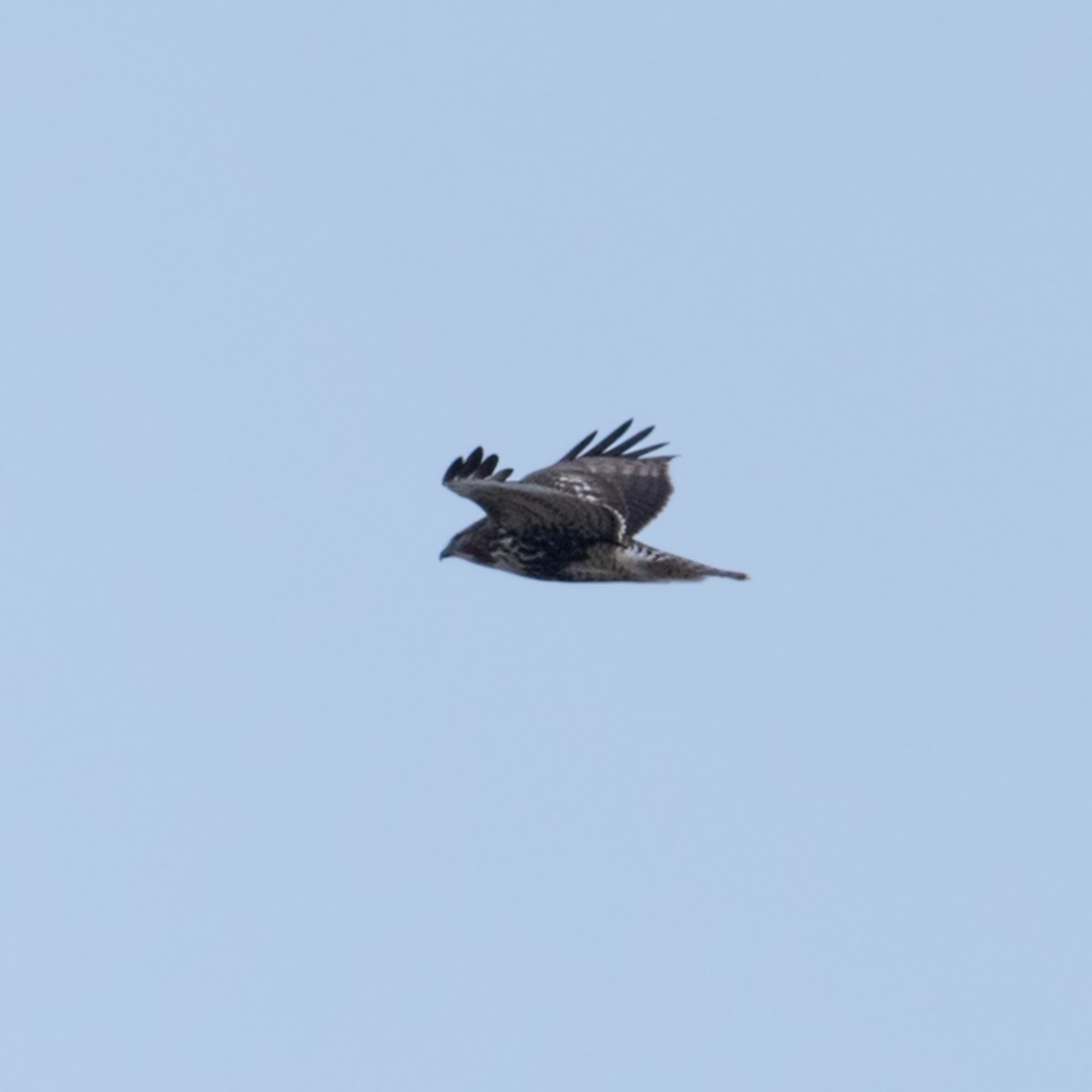 Red-tailed Hawk (abieticola) - Gretchen Dunham
