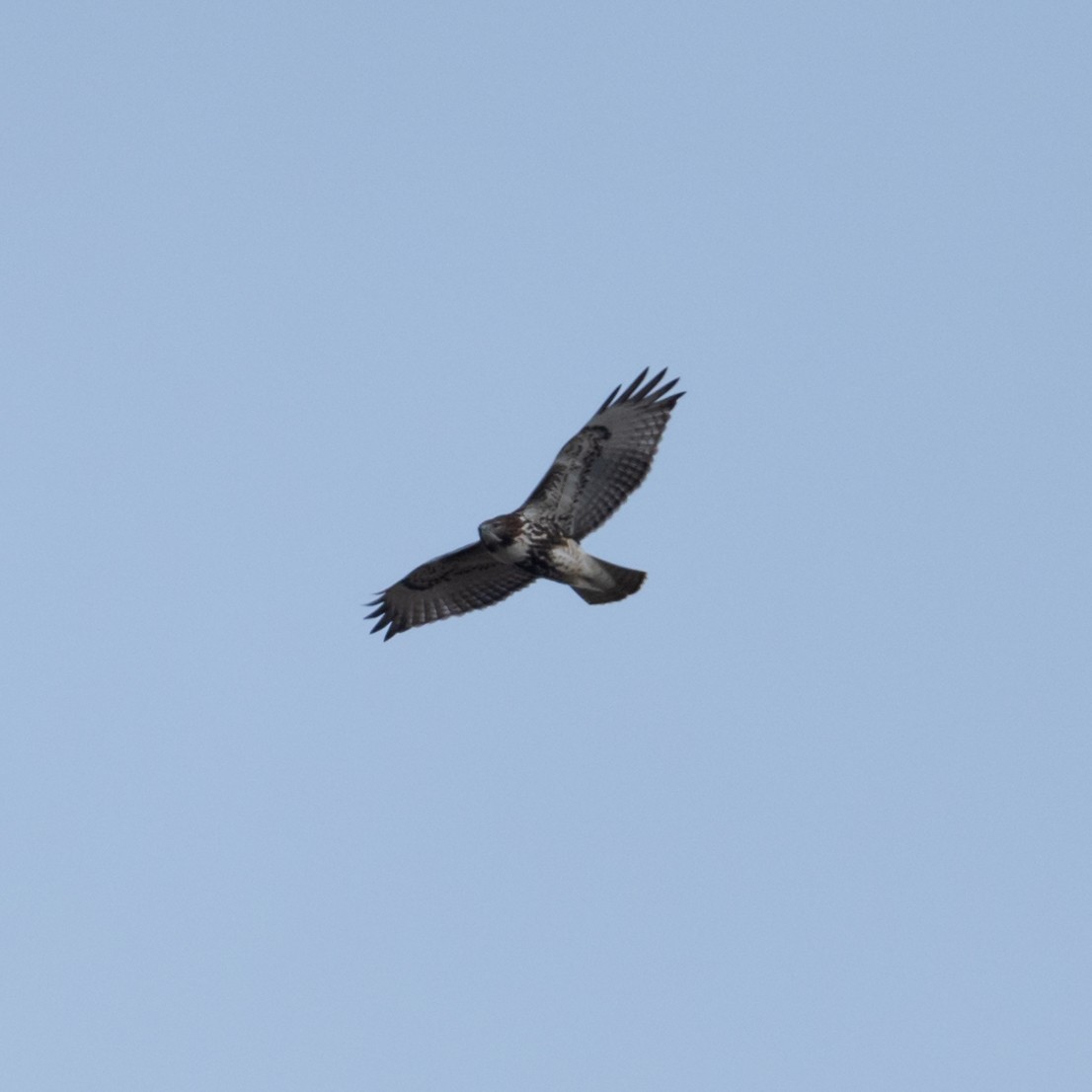 Red-tailed Hawk (abieticola) - Gretchen Dunham