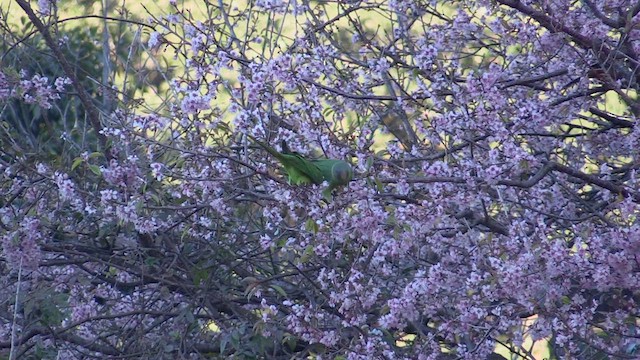 Slaty-headed Parakeet - ML613314131