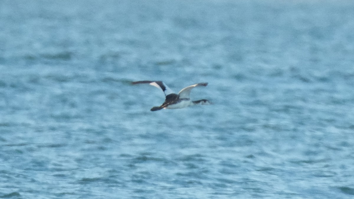 Great Crested Grebe - ML613314138