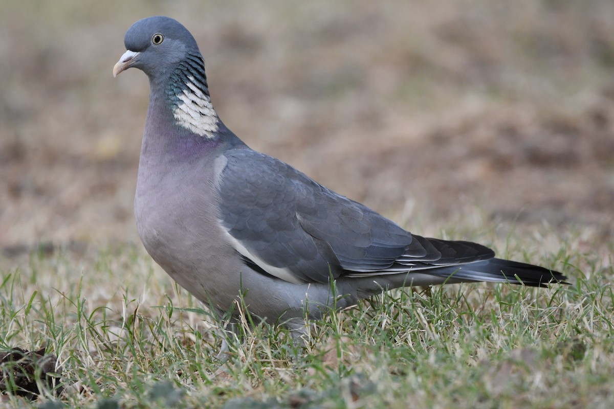 Common Wood-Pigeon - ML613314152