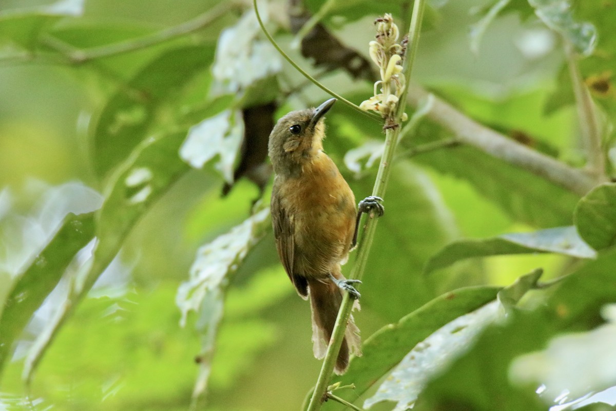 Dusky Antbird - ML613314163