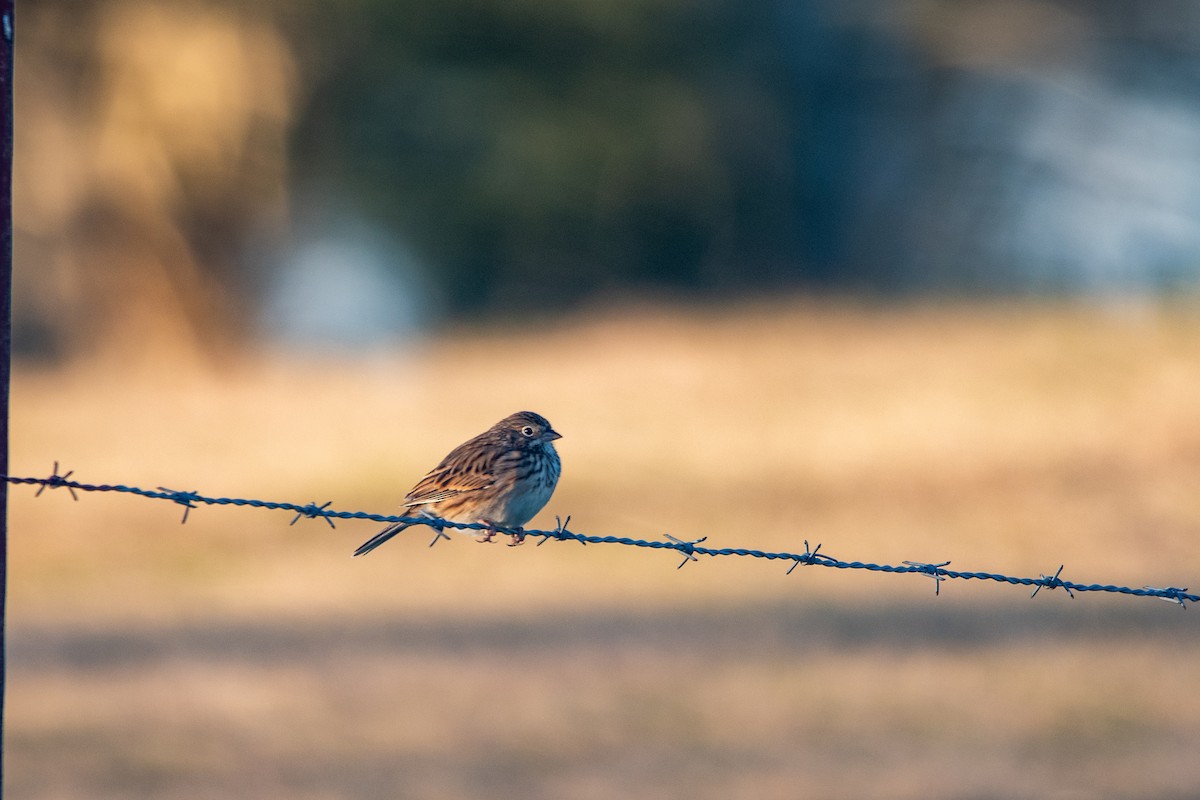 Vesper Sparrow - ML613314168