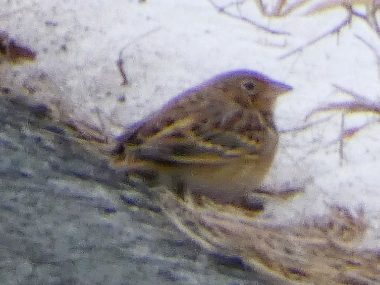 Grasshopper Sparrow - ML613314169