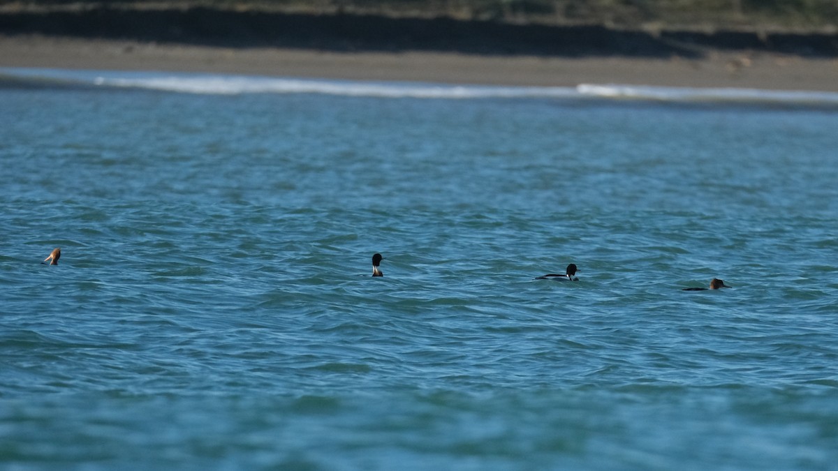 Red-breasted Merganser - Reyhan Hamdi