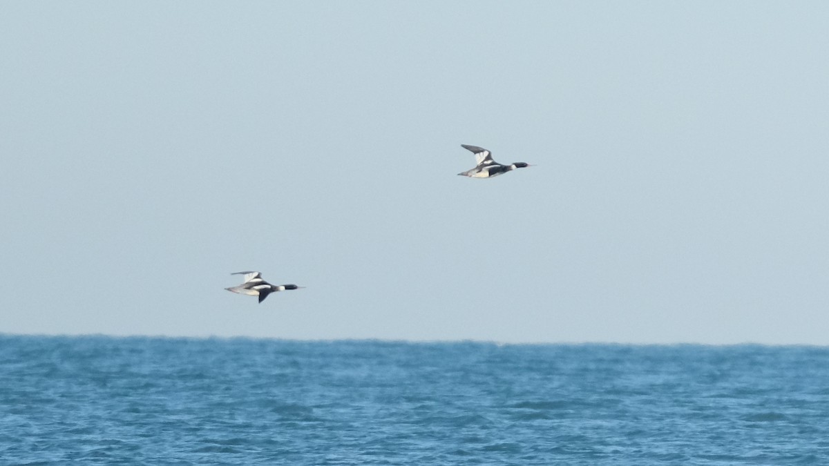 Red-breasted Merganser - ML613314198