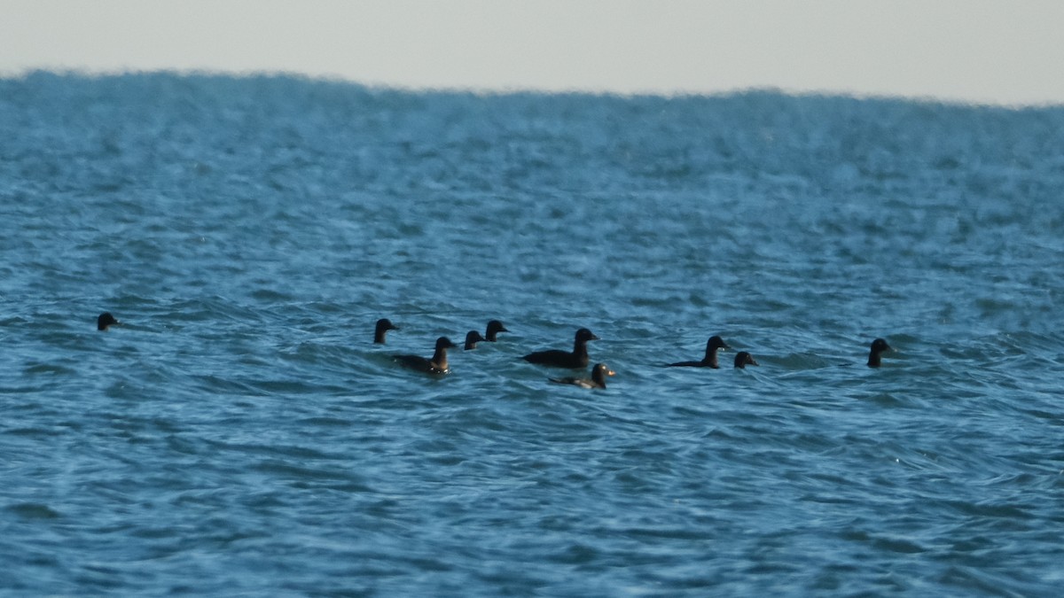 Velvet Scoter - ML613314200