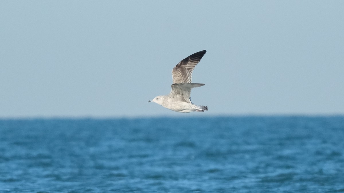 Yellow-legged Gull - ML613314226