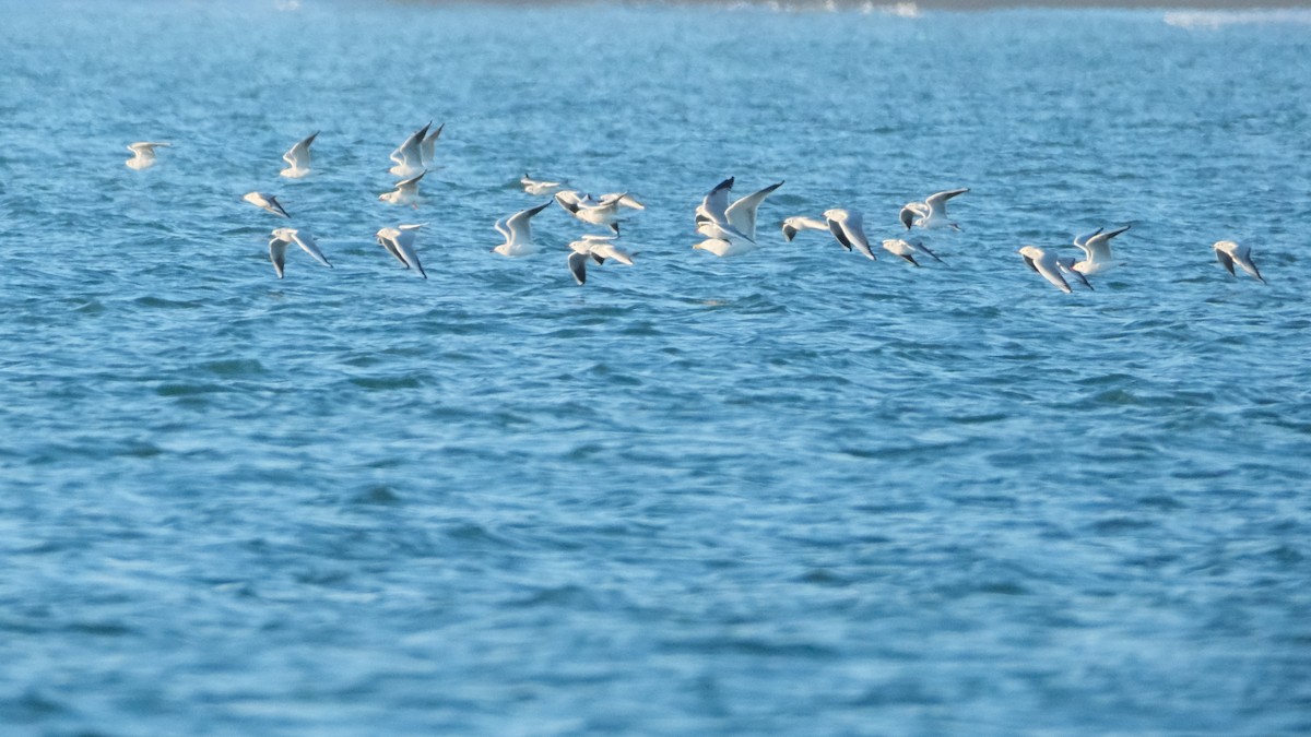 Black-headed Gull - ML613314237