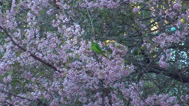 Slaty-headed Parakeet - ML613314284