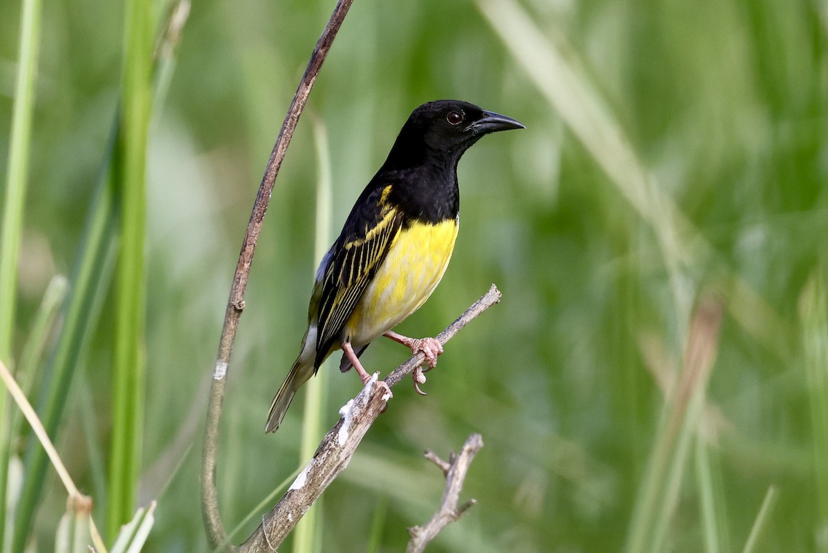 Clarke's Weaver - ML613314358