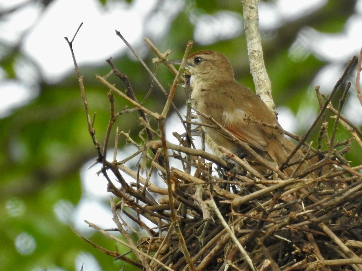 Rufous-fronted Thornbird (Rufous-winged) - ML613314382