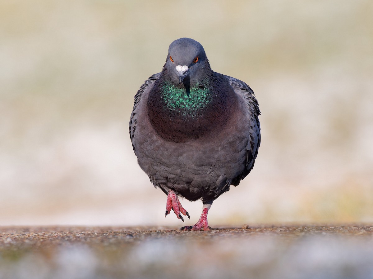 Rock Pigeon (Feral Pigeon) - ML613314429