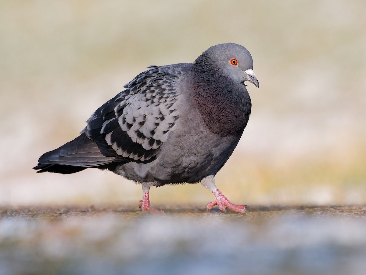Rock Pigeon (Feral Pigeon) - ML613314430
