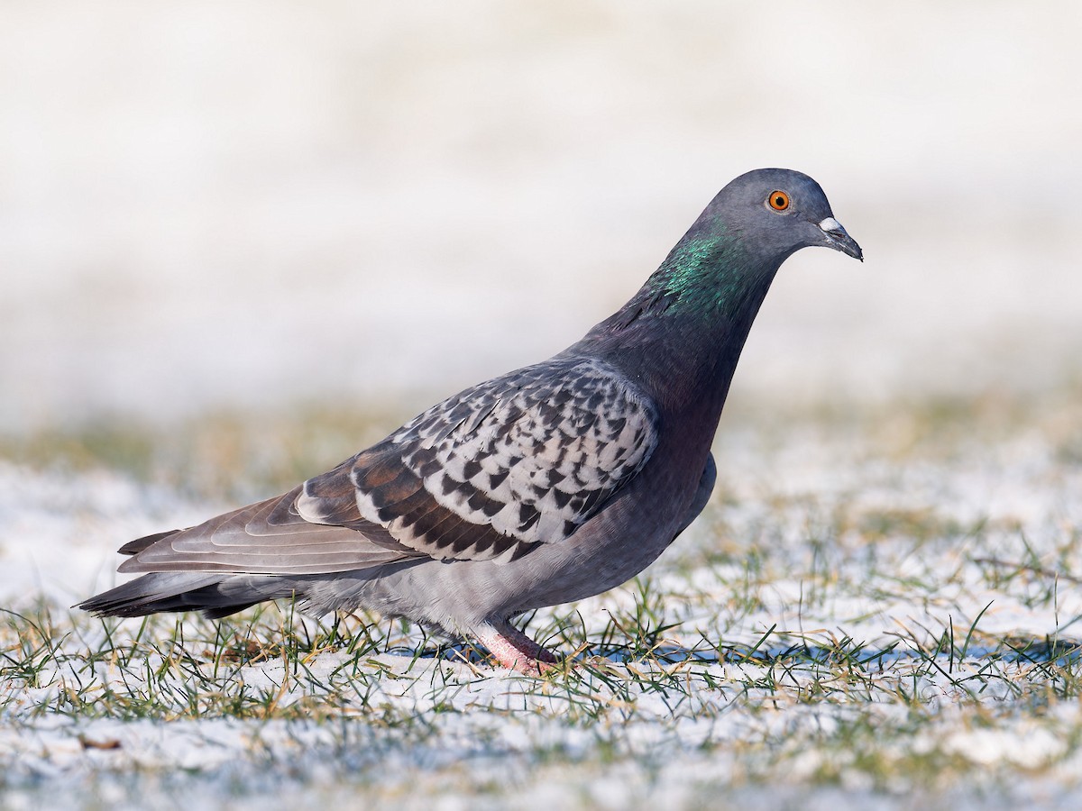 Rock Pigeon (Feral Pigeon) - ML613314431