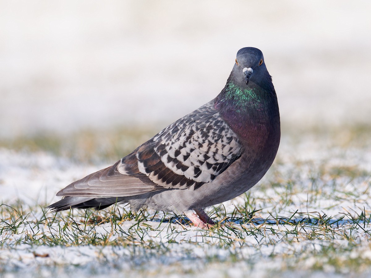 Rock Pigeon (Feral Pigeon) - Sebastian Stumpf