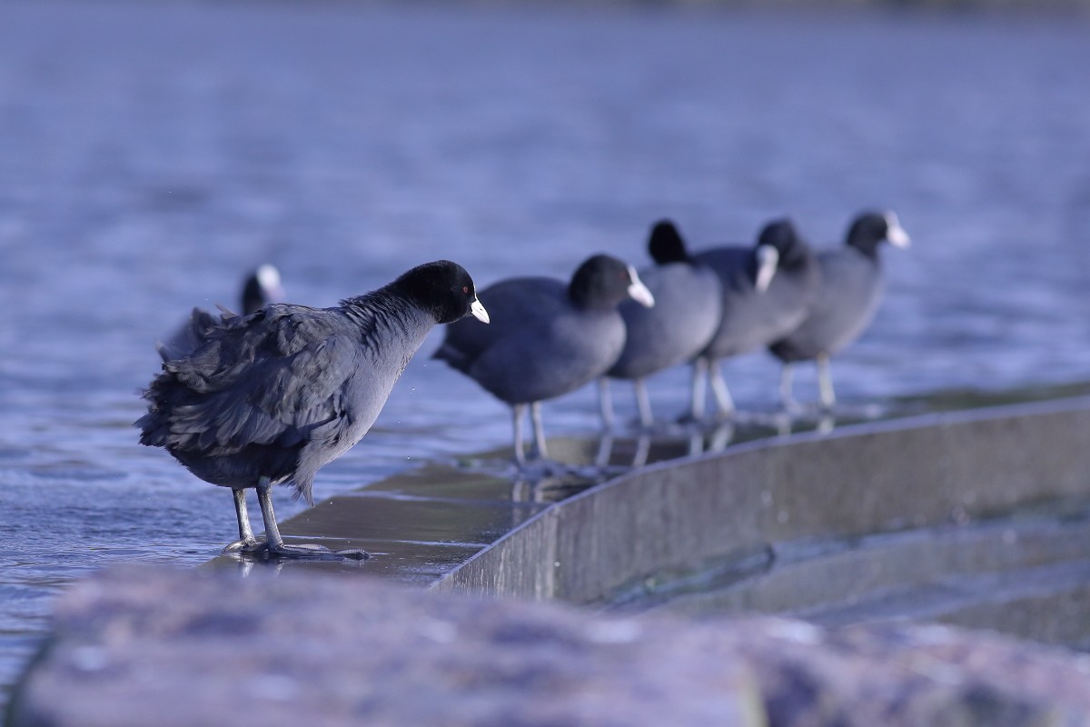 Eurasian Coot - Grzegorz Burkowski