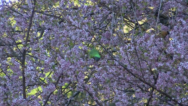 Slaty-headed Parakeet - ML613314447