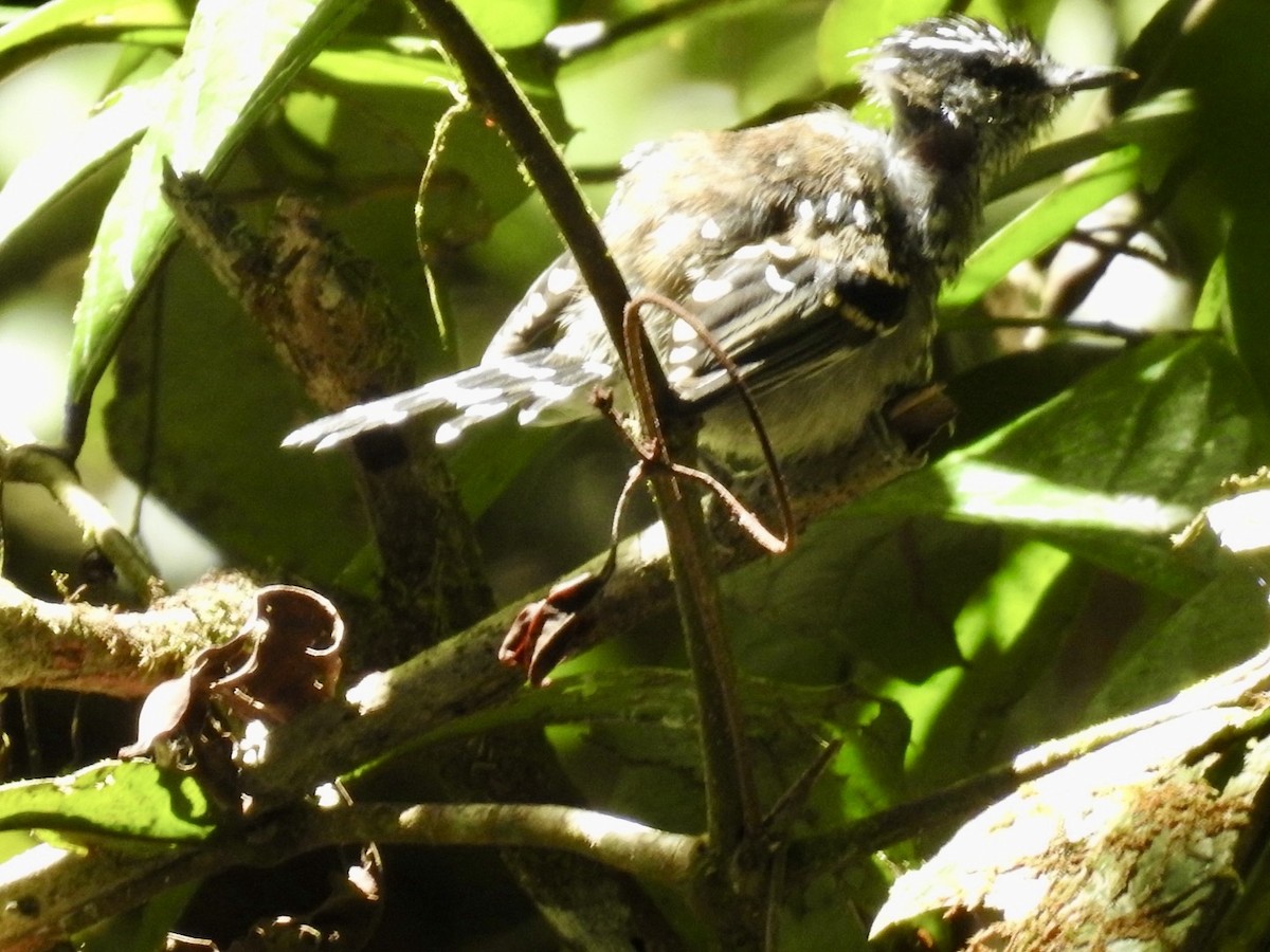 Schwarzgesicht-Ameisenvogel - ML613314467