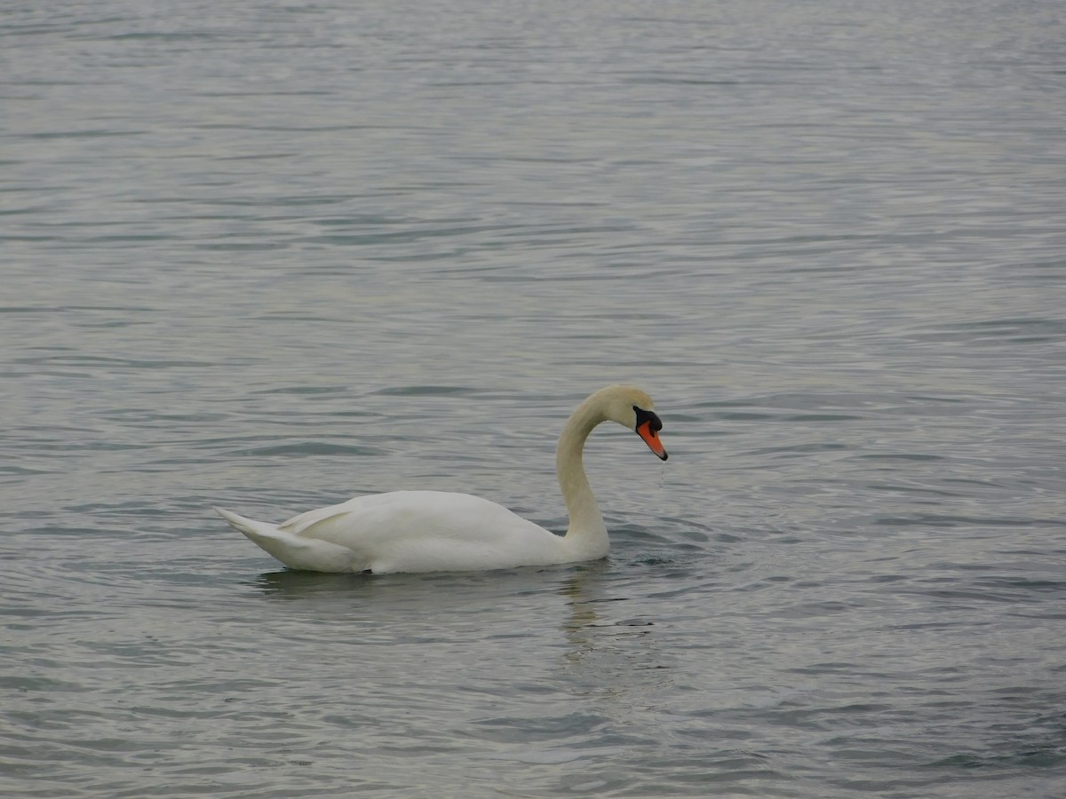 Cygne tuberculé - ML613314488