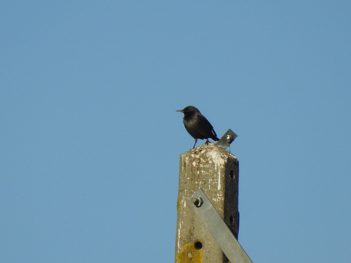 Spotless Starling - ML613314507