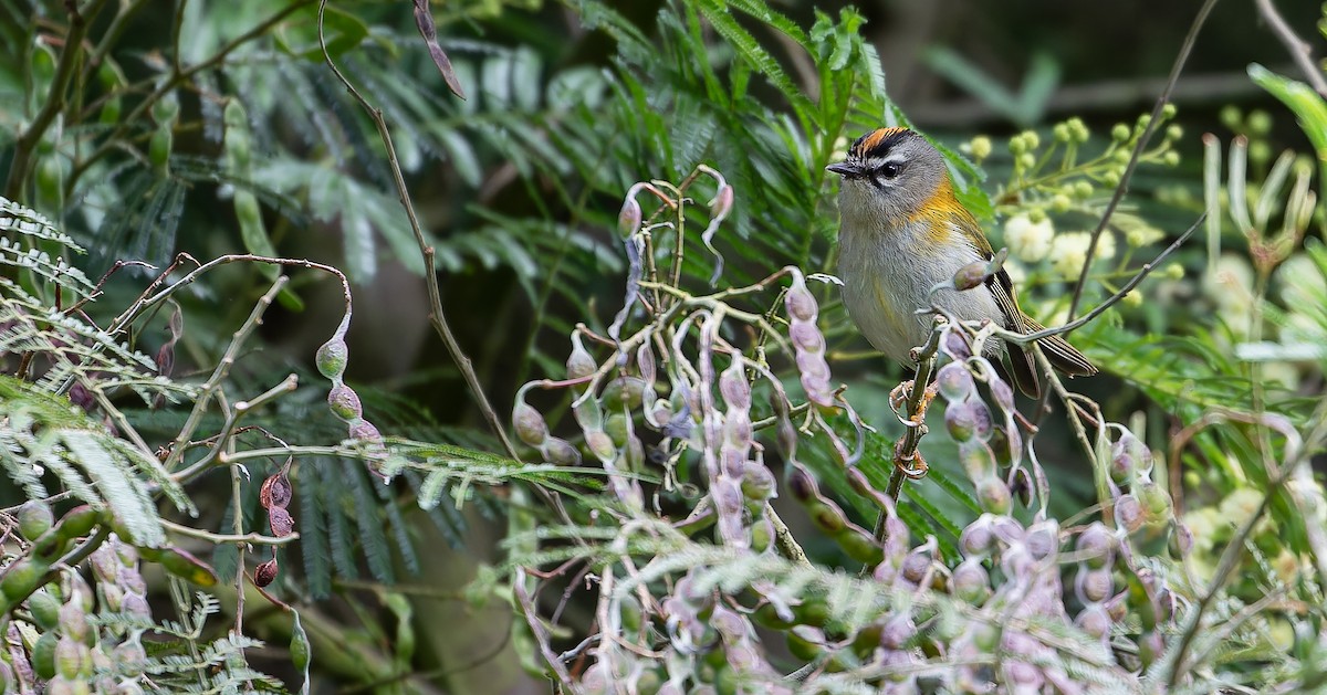 Madeira Firecrest - Friedemann Arndt