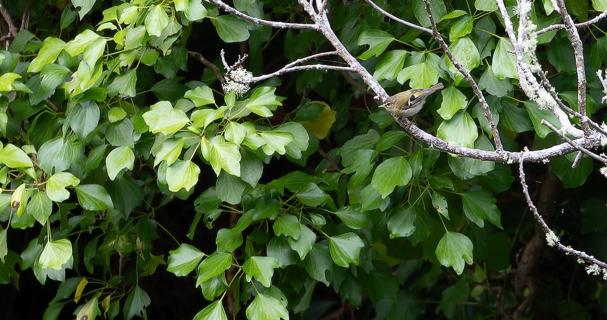 Madeira Firecrest - ML613314520