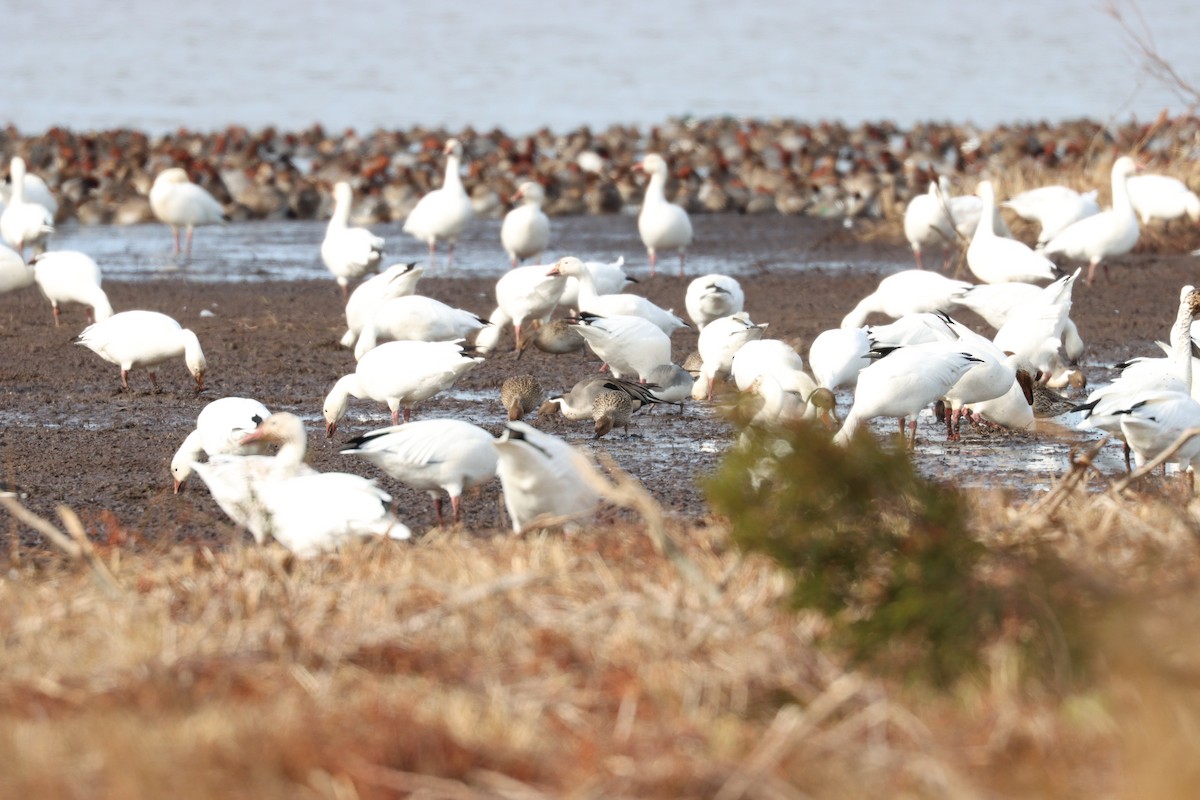 Snow Goose - Patrick Morgan