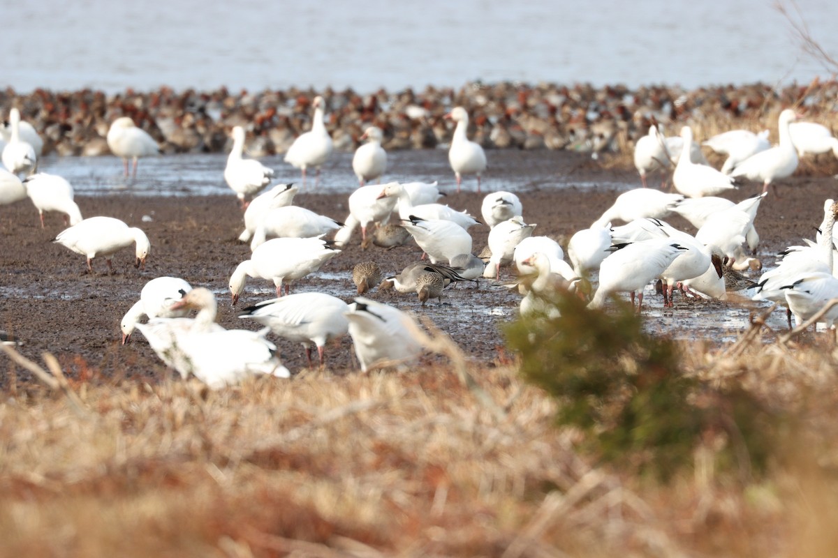 Snow Goose - ML613314587