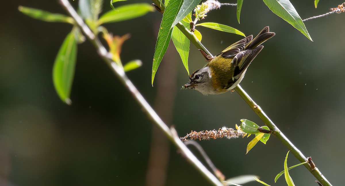 Madeira Firecrest - Friedemann Arndt