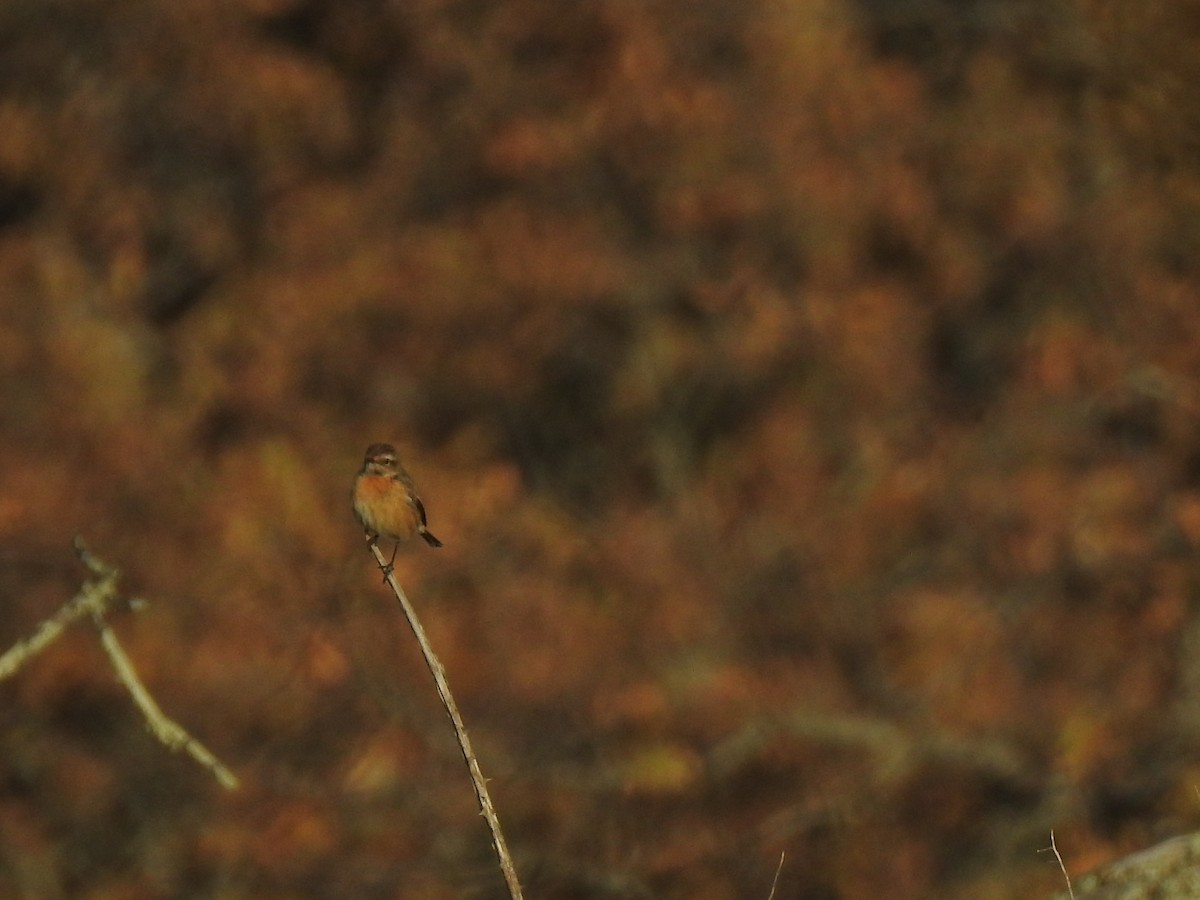 Eurasian Linnet - ML613314653