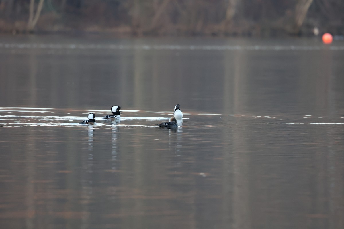 Hooded Merganser - ML613314669