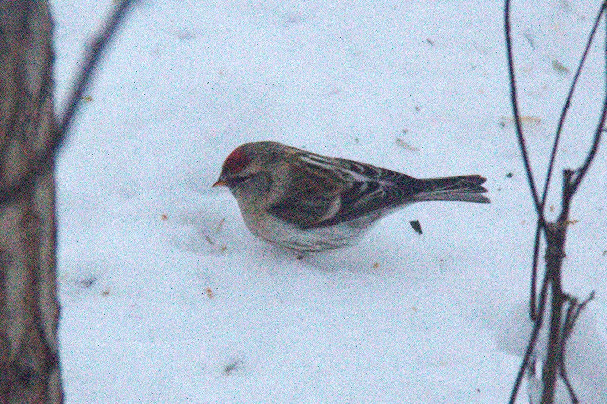 Redpoll (Hoary) - Joseph Ransdell-Green